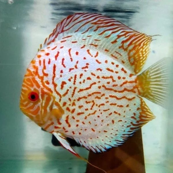 WHITE PIGEON Discus
